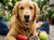Pet Supplies
